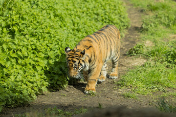 Tigre en el Zoo de Londres
