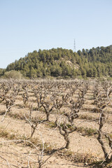 Vi&ntilde;edo de uvas en zona mediterranea con dia soleado