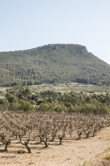 Fototapeta na wymiar Viñedo de uvas en zona mediterranea con dia soleado