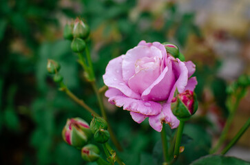 Pink roses on bush in the garden