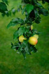 Plum tree in the garden with fruits on a branch