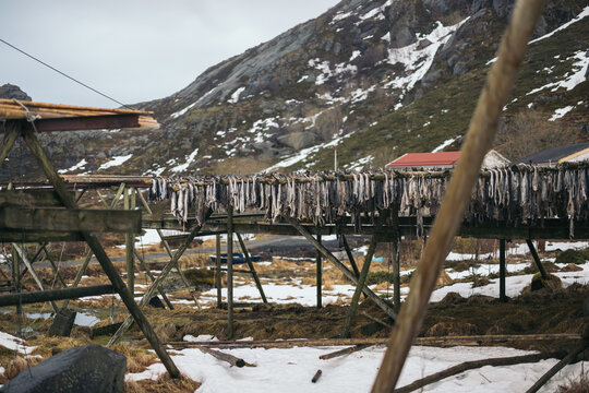 Cod fish drying on traditional wooden rack by snowy mountain