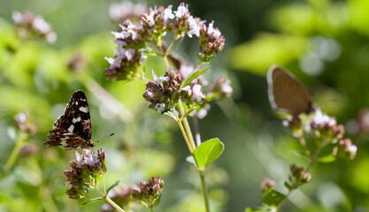 Origanum vulgare flower with insect pollinator  -  many spicies of  butterfly.