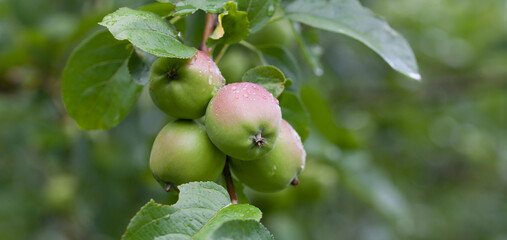 Apple fruit in the orchard after rain -  drops of water on the Malus tree.