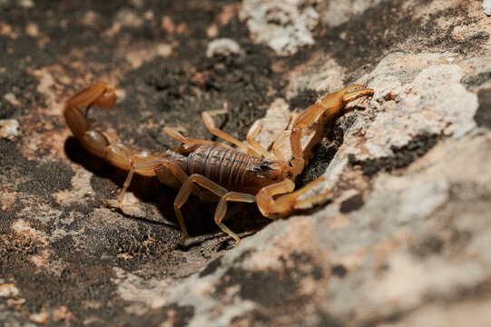 Scorpion on rock in daylight