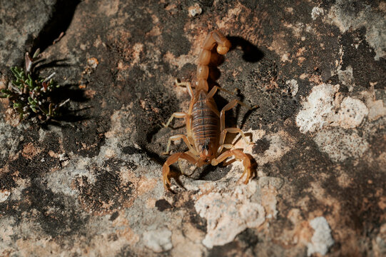 Scorpion on rock n daylight