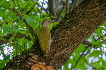 european green woodpecker perching in a tree