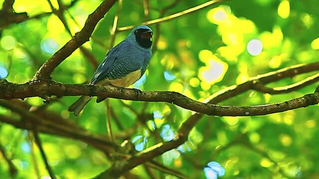 Swallow tanager bird, medium wide shot, Tersina viridis, perching in tree, Swallow, tanager, Neotropic birds, family Thraupidae, cinematic, bokeh, bird, colorful, vivid, telelens, leaves, branches