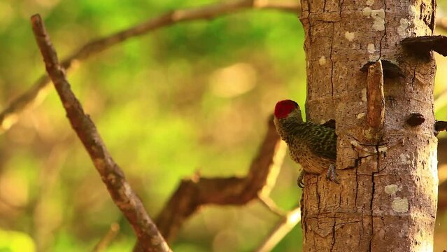 Hispaniolan woodpecker, being fed, mommy, daddy, woodpecker bird, baby woodpecker, woodpecker family, closeup shot in tree, cinematic, bokeh background, forest leaves, sunny, male, female bird closeup