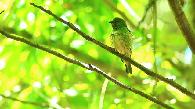 green catbird, swallow tanager tersina bird, Tersina viridis in green, perching on a twig, leaf forest mangrove background in bokeh, looking around, cute bird in tree, cinematic, zoomlens, telelens
