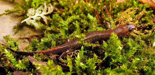 Lungless salamander: Dusky salamander or Northern dusky salamander // Brauner Bachsalamander (Desmognathus fuscus)