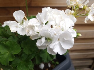 Naklejka na ściany i meble Beautiful freshly blossomed white geranium