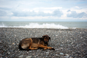 stray dog in Batumi at the beach