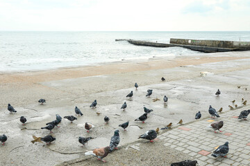 Many pigeons near the sea, on the shore