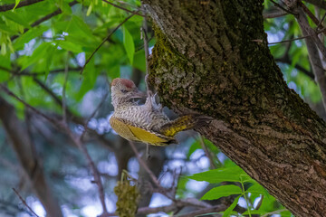 european green woodpecker perching in a tree