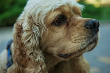 American spaniel, concept of pet and best friend - dog
