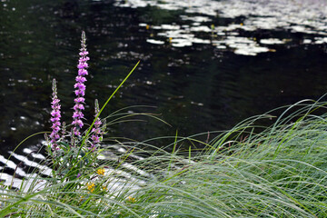 Puprple Flowers by the Lake