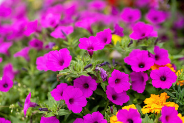 flowering purple petunias in summer