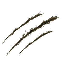 Scratch mark vector illustration Scratching claw marks