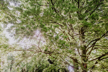 Sonnenstrahlen durch die Äste eines Baumes im Botanischen Volkspark Blankenfelde-Pankow