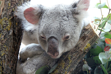 koala in a zoo in vienna (austria)