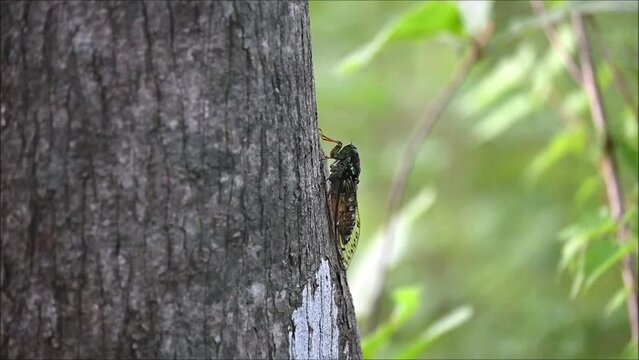 ヒグラシの鳴き方