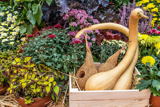 Lagenaria siceraria is an old and rare variety that produces medium-sized pumpkins with a long thin neck like a trombone . The fruit is of an unusual shape, long, whimsically twisted. Autumn harvest