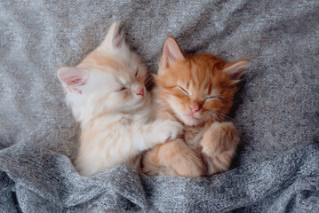 Cute ginger kittens sleeping on blanket. Cats rest napping on bed. Comfortable pet sleeping in cozy...