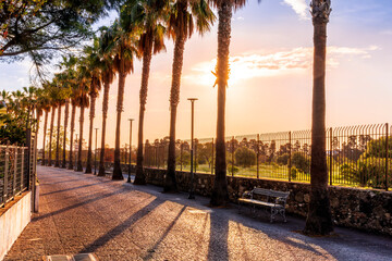 beautiful morning or evening alleywith high palms, walk way, paving stone road and amazing sunset...