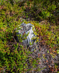 Piece of dry cut tree stump sticks out from the green moss