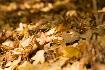 Fall - Autumn tree leaves in the forest