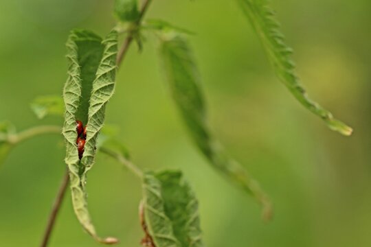 Siebenpunktmarienk&auml;fer (Coccinella septempunctata) auf eingerolltem Brennnesselblatt