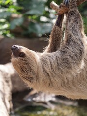 brown cute sloth baby in zoo 