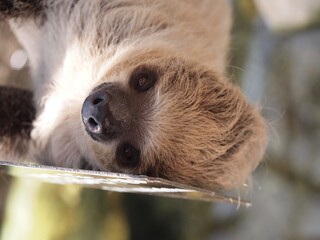 brown cute sloth baby in zoo 