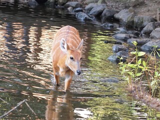 deer in the lake outside