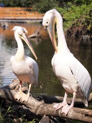 white pelicans by water outside 
