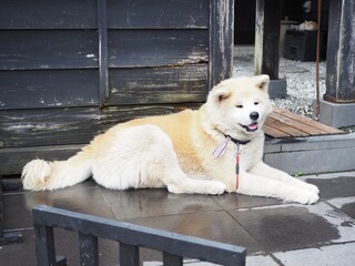 White Akita dog 