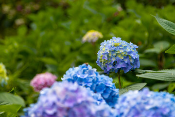 Hortensia flowers