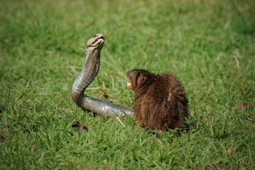 mongoose and cobra fighting