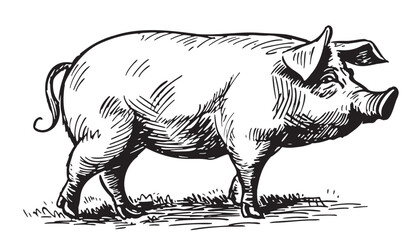 Fototapeta premium Farm hog pig sketch hand drawn in doodle style illustration