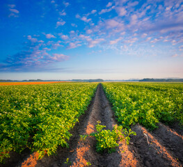 Golden Harvest: Serene Morning in the Countryside Potato Field in Northern Europe