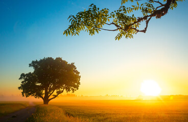 Naklejka na ściany i meble Golden Sunrise: Serene Wheat Field in the Countryside in Northern Europe