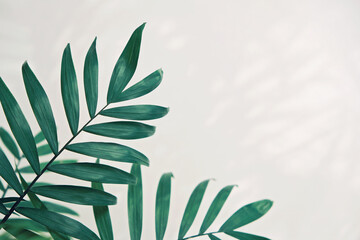 green palm leaf branches on white background. flat lay, top view copy space