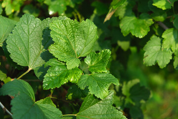 Currant leaves. Home eco-friendly organic garden. Currant.