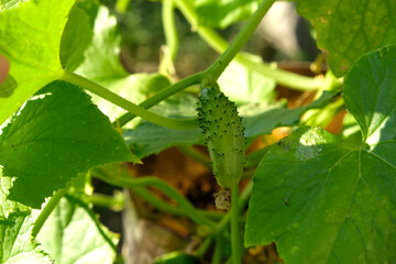 Organic cucumbers cultivation. Closeup of fresh green vegetables ripening in glasshouse