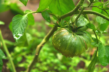 Beautiful red and green tomatoes grown in a greenhouse. Tomatoes in the garden. Home garden. Organic tomatoes. Ecology.