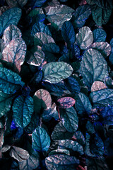 Dark blue, pink  and green plant leaves textured background. Creative fluorescent, neon flat lay colors. Trendy  vertical color concept. 