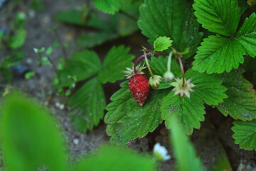 Red and green strawberry berries with white flowers in wild meadow, close up. Wild strawberries bush in forest