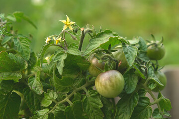 Beautiful red and green tomatoes grown in a greenhouse. Tomatoes in the garden. Home garden. Organic tomatoes. Ecology.