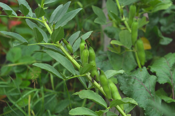 Field bean plants, green beans on a rural farm, broad bean, Broad Beans in vegatable garden. Vicia faba, also known in the culinary sense as the broad bean, fava beans, or faba bean is a species.